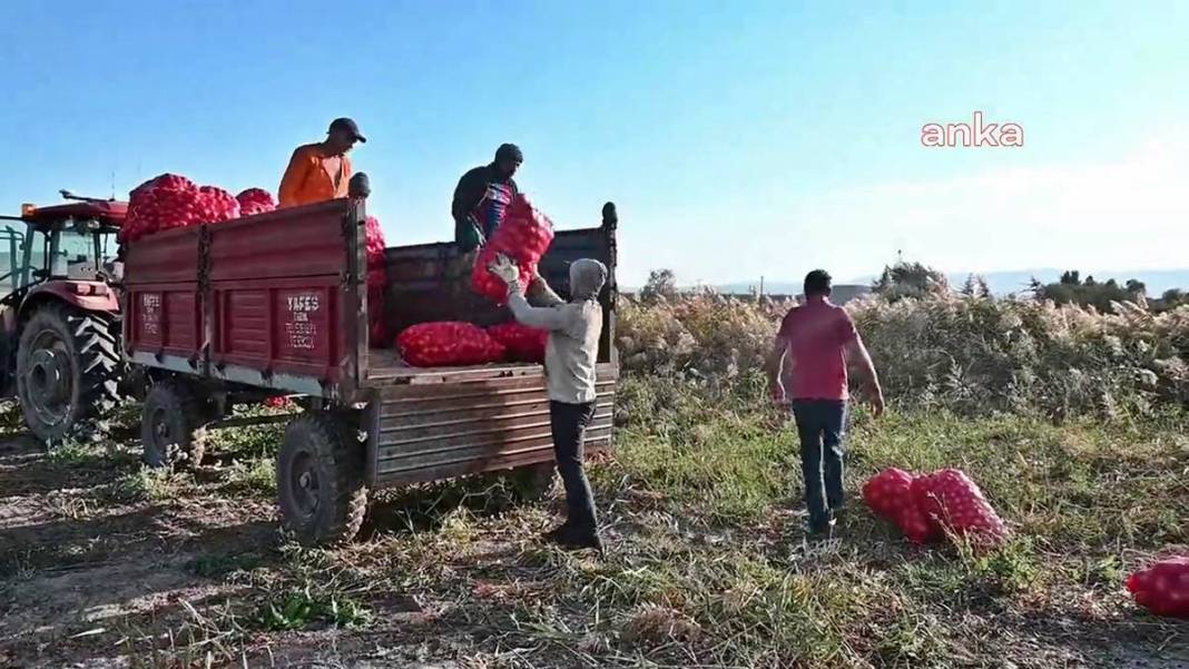 Üreticiye soğan şoku: Tonlarcası depolara kaldırılıyor! Bu kez de fazla üretim başlarına dert oldu 2